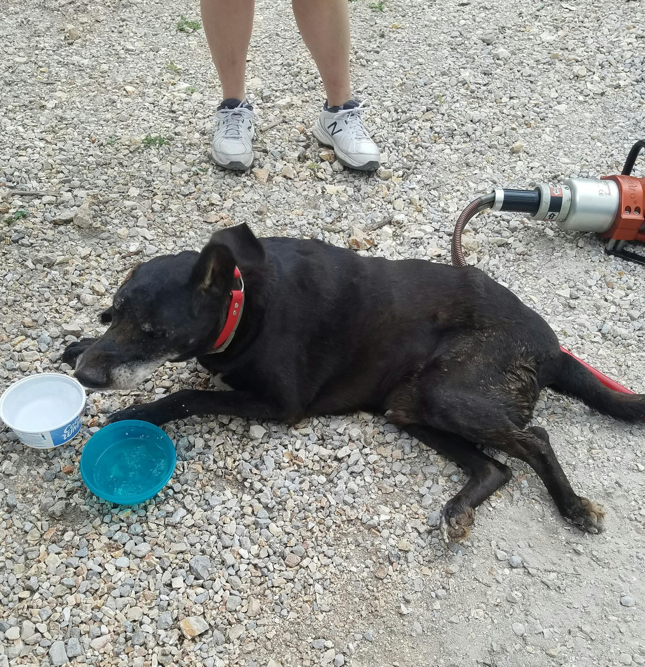 The Central Taney County Fire Protection District rescued a dog, Jack, that had been stuck in a culvert for several days. (Central Taney County Fire Protection District)