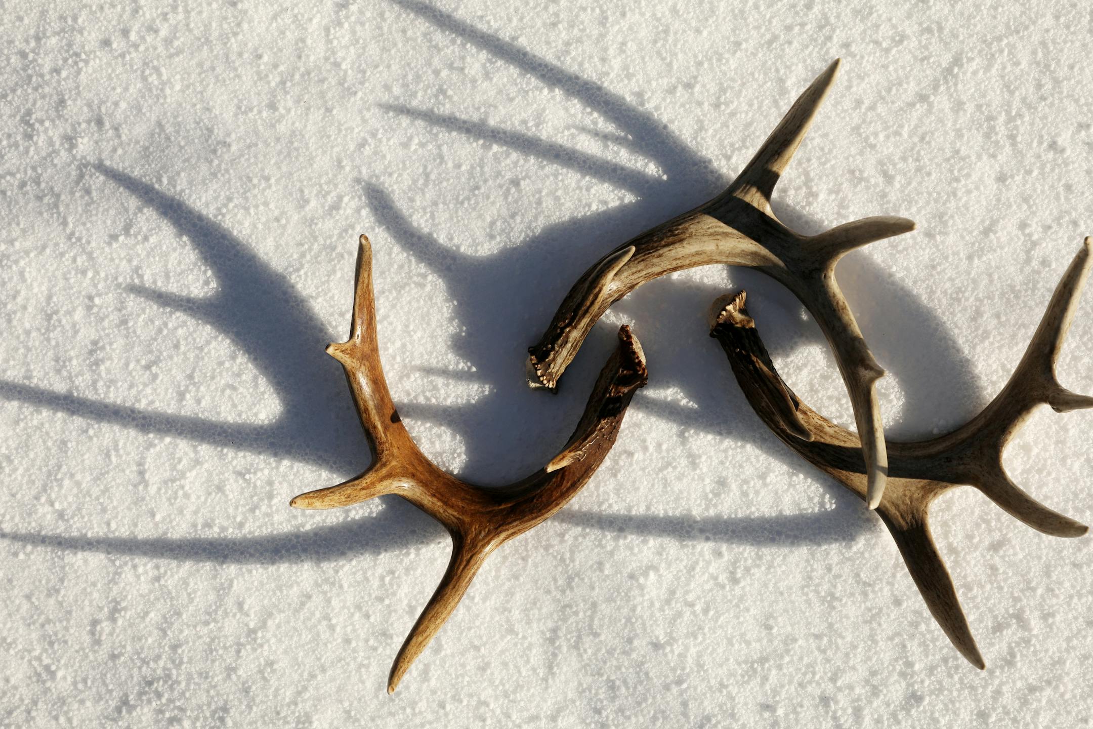 Some of the many shed deer antlers in Sam Beamond's collection. ] ANTHONY SOUFFLE • anthony.souffle@startribune.com Shed hunter Sam Beamond showed off his collection of moose and deer antlers Wednesday, Feb. 1, 2017 at his home in Forest Lake, Minn.