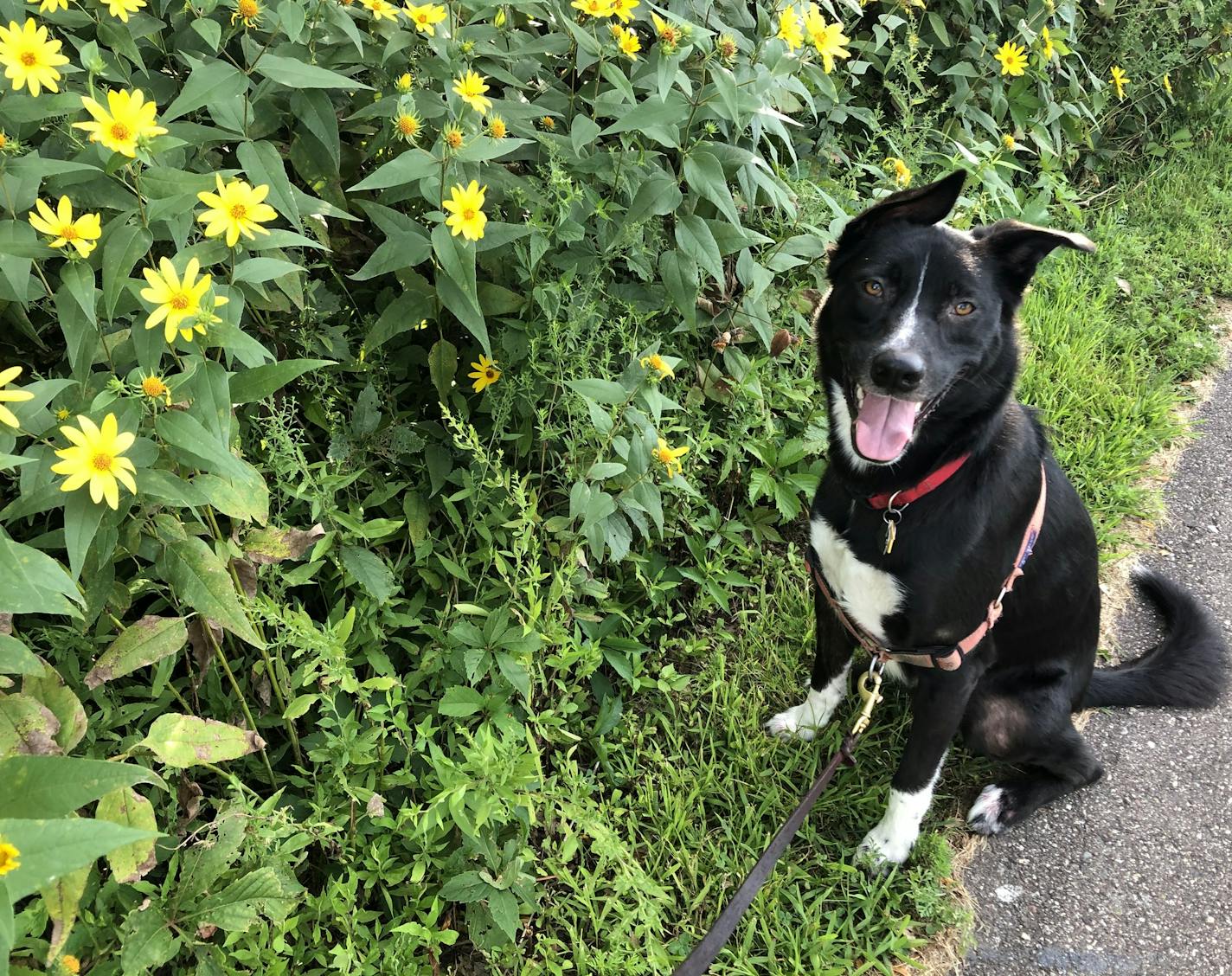 Daily anxiety medication helps Angus relax on walks and not spend all of his energy scanning the horizon for danger.