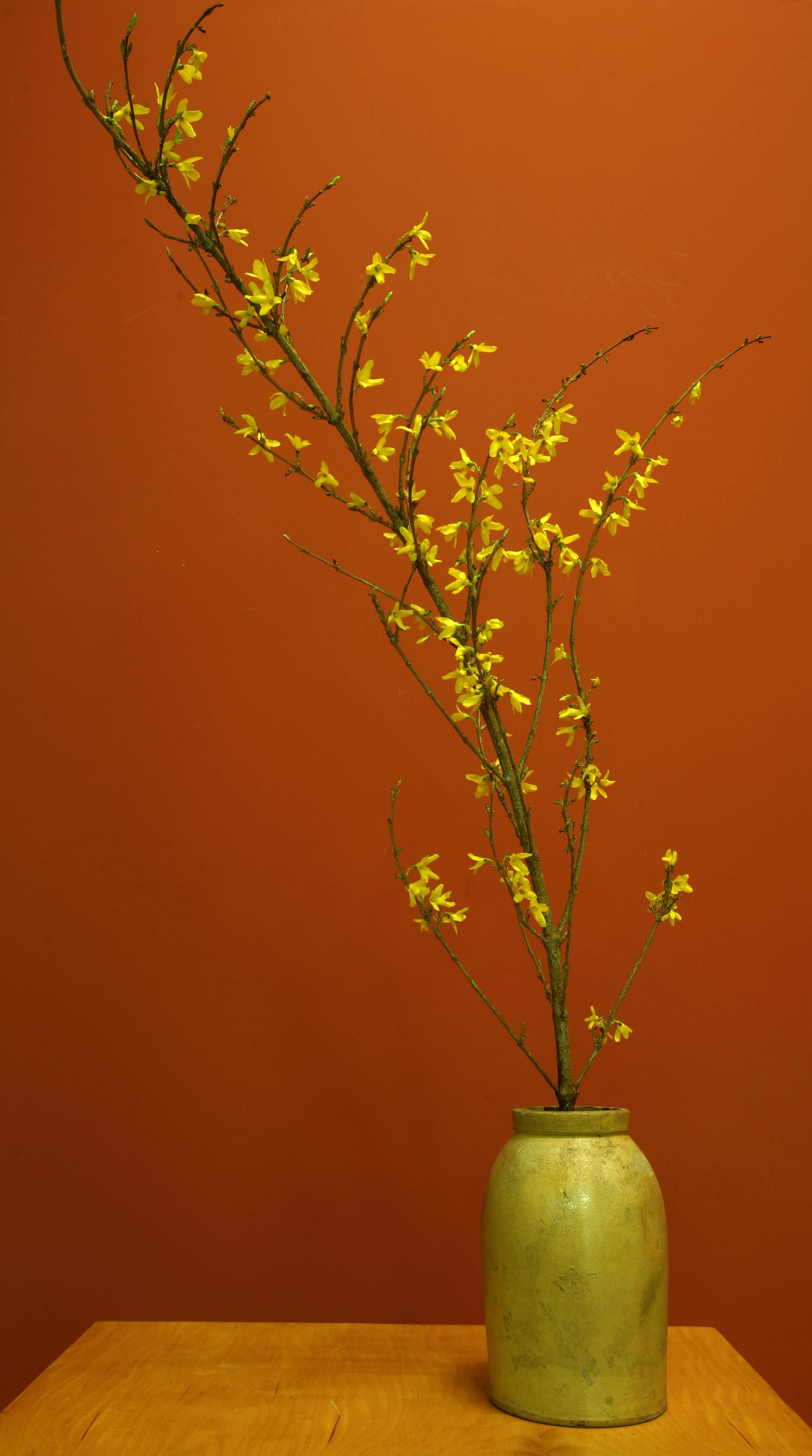 Joel Koyama√Øjkoyama@startribune.com FORC0308 is a cover story for h and g. We show how to force branches cut from spring-flowering trees and shrubs into a profusion of early blooms indoors. ORG XMIT: MIN2013031511073620