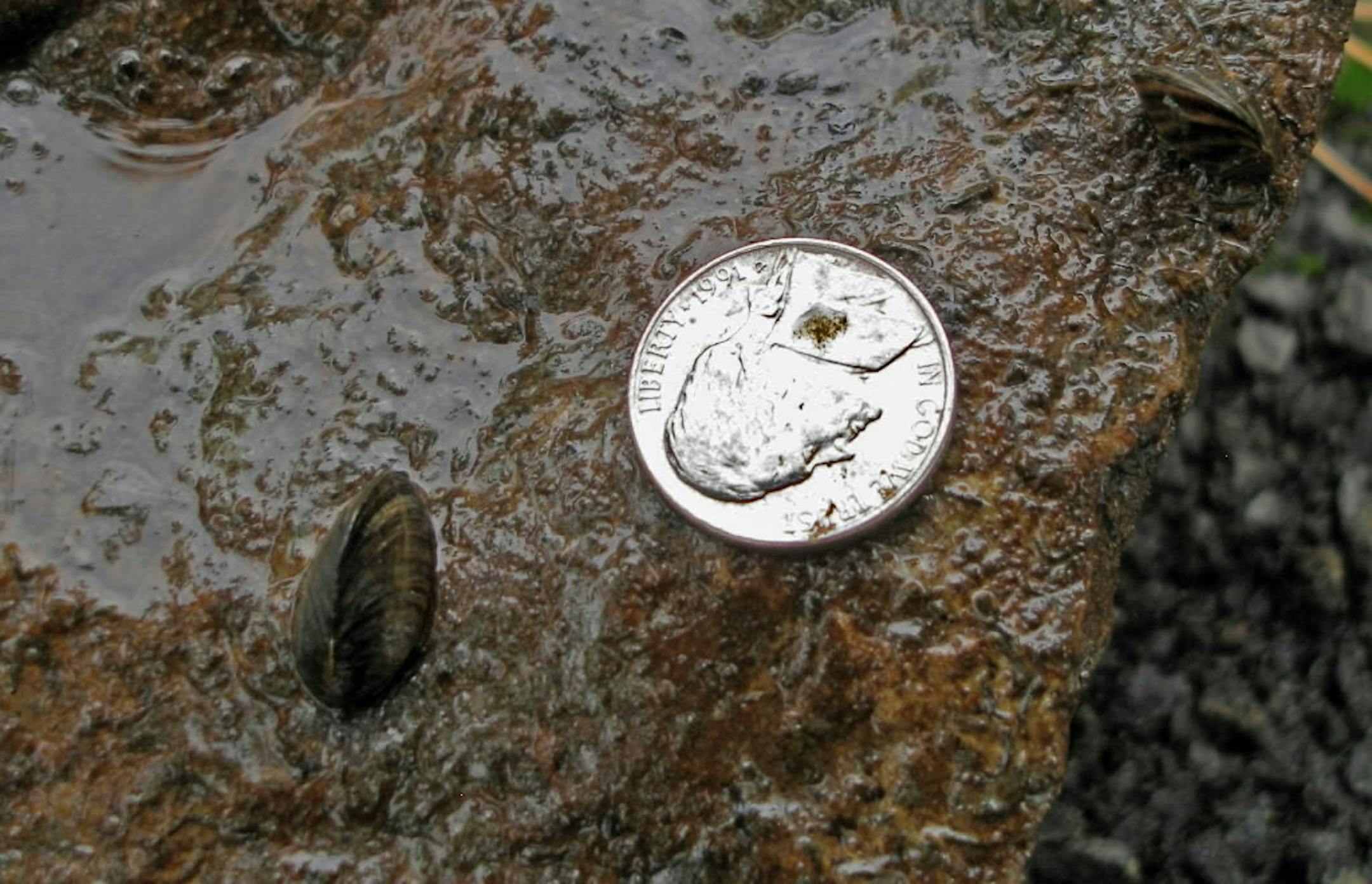 Zebra mussel from a Ramsey County lake.