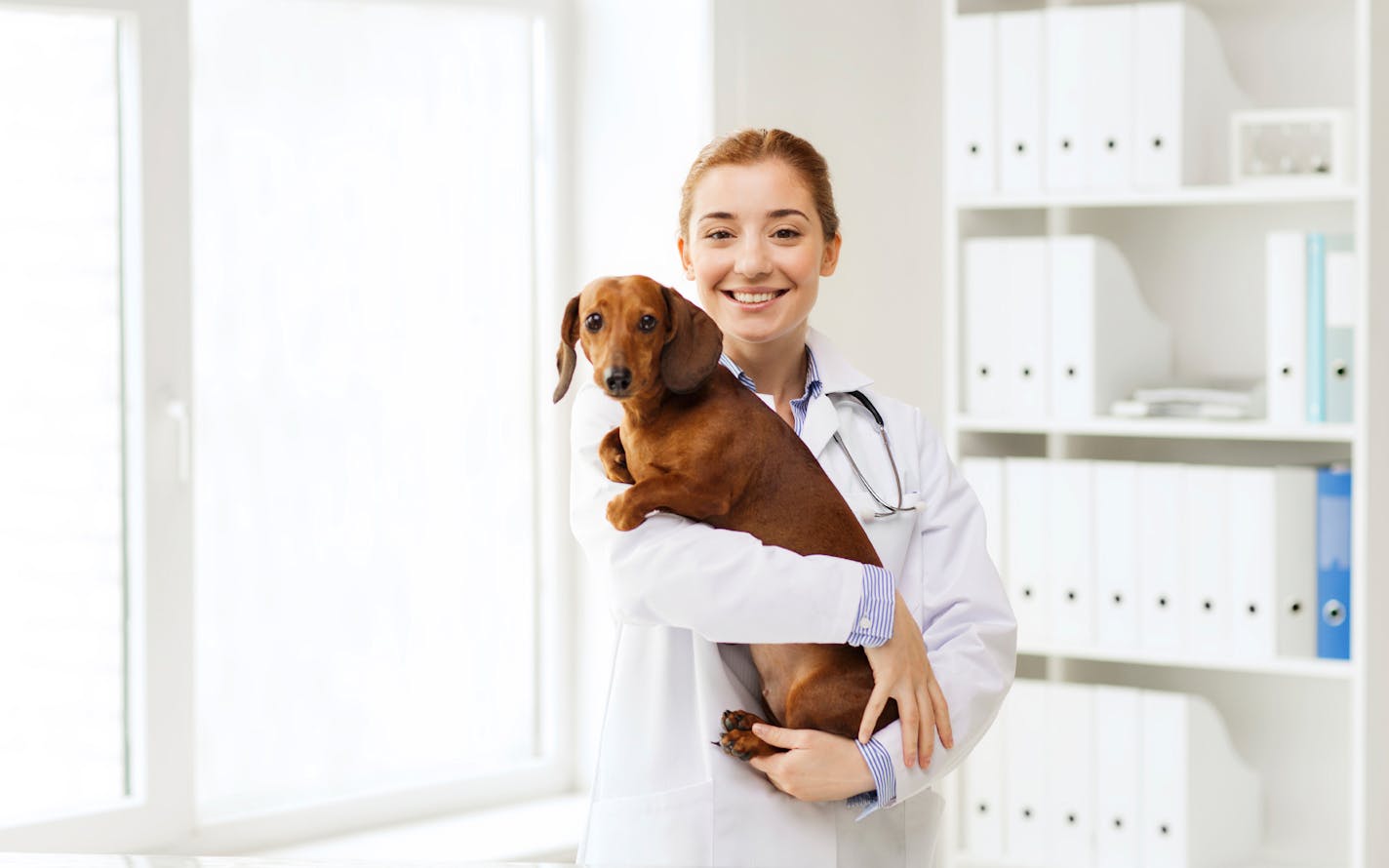 medicine, pet, animals, health care and people concept - happy veterinarian or holding dachshund dog at vet clinic