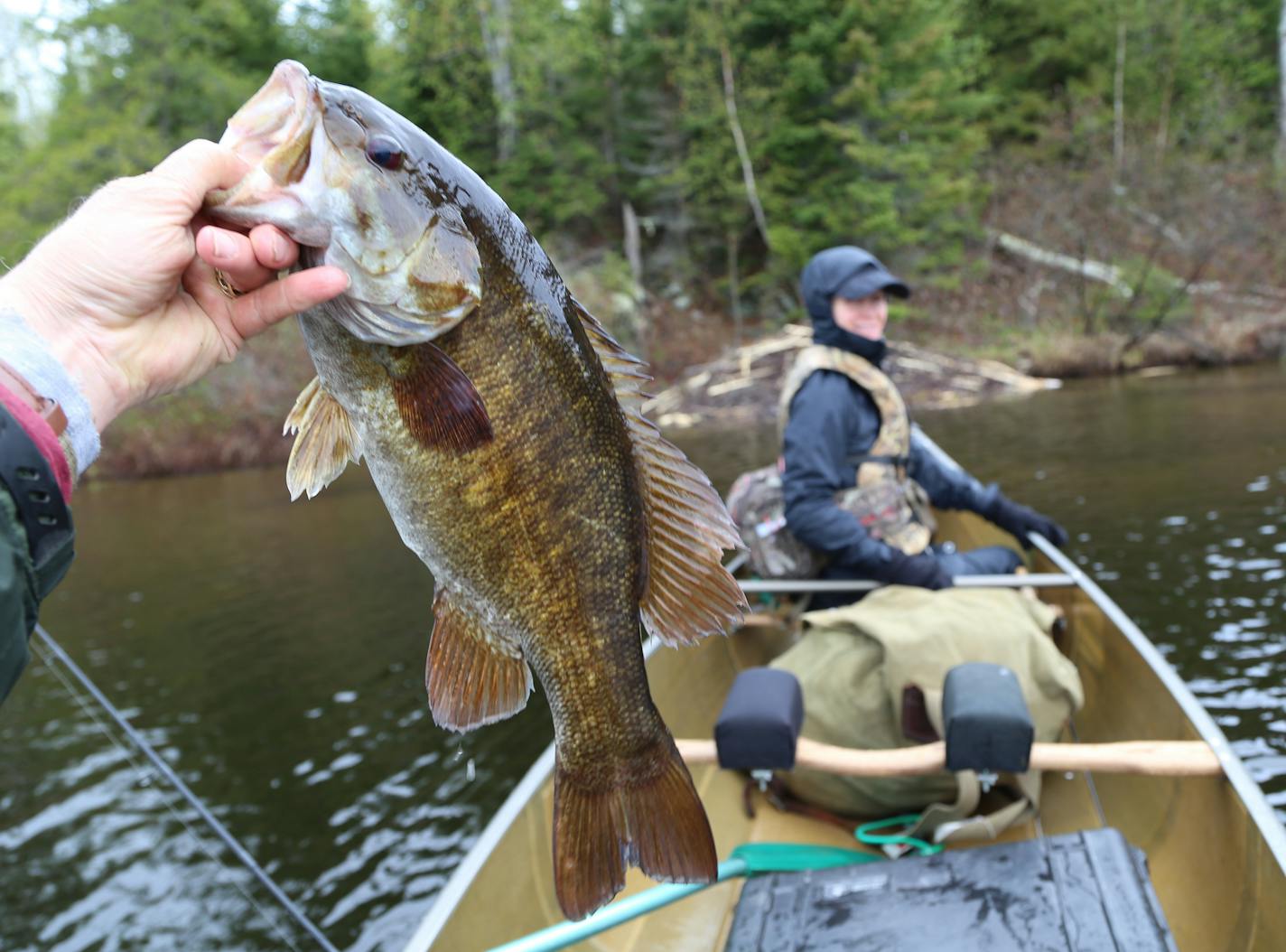 With his wife, Jan, paddling in the bow, Dennis Anderson sought walleyes and smallmouth bass in Ensign Lake in the BWCA on Thursday. The day was heavily overcast. But rain fell only occasiionally, and the wind was manageable.