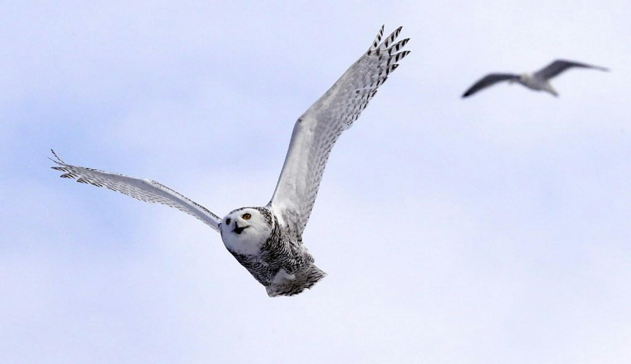 In this Dec. 14, 2017 photo, a snowy owl flies past a seagull after being released along the shore of Duxbury Beach in Duxbury, Mass. The owl is one of 14 trapped so far this winter at Boston's Logan Airport and moved to the beach on Cape Cod Bay. The large white raptors from the Arctic have descended on the northern U.S. in huge numbers in recent weeks, giving researchers opportunities to study them.
