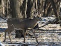 A whitetail buck in the wild in Minnesota. (Steven Oehlenschlager/Dreamstime/TNS) ORG XMIT: 1518229