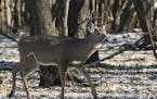 A whitetail buck in the wild in Minnesota. (Steven Oehlenschlager/Dreamstime/TNS) ORG XMIT: 1518229