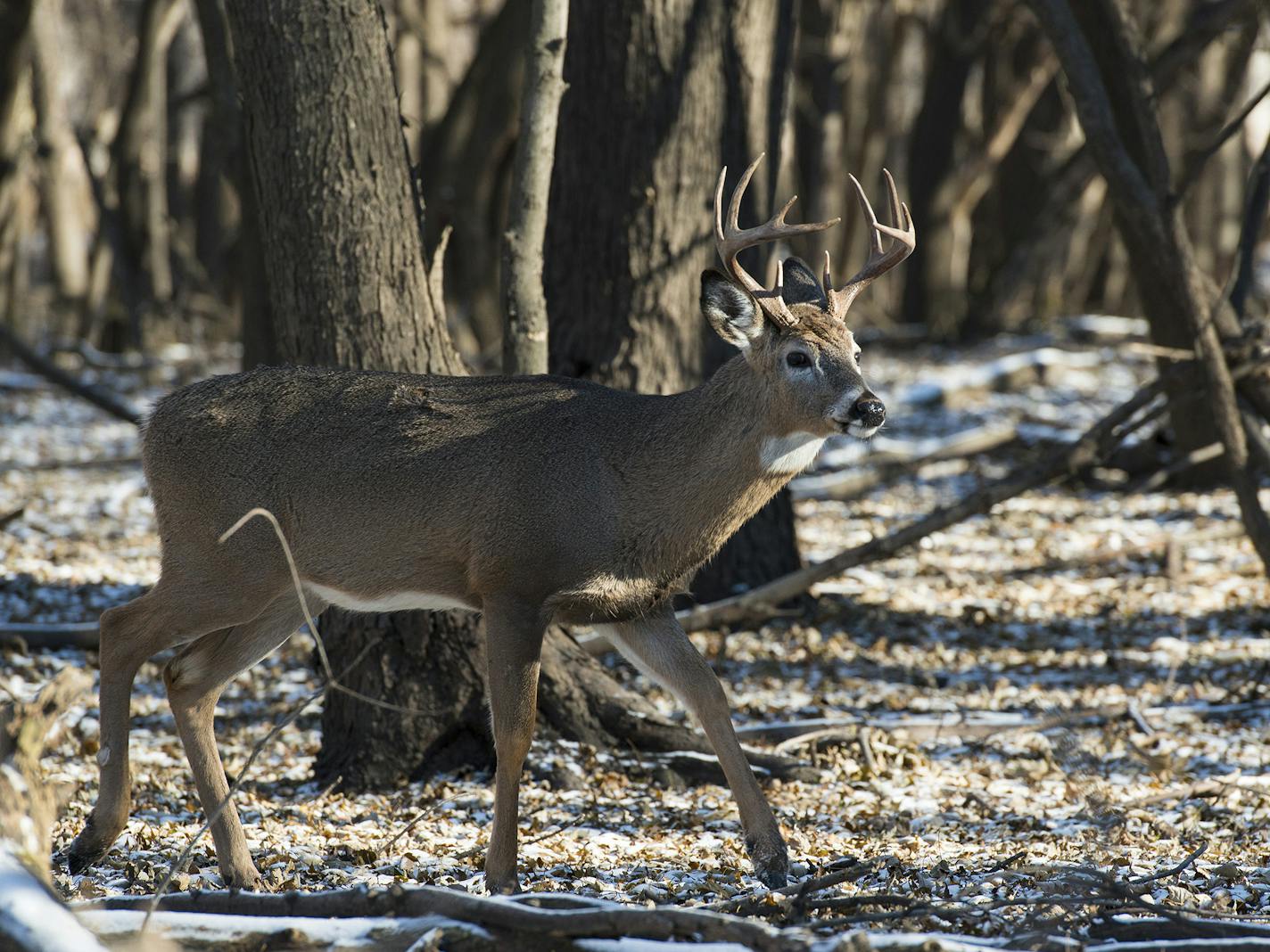 A whitetail buck in the wild in Minnesota. (Steven Oehlenschlager/Dreamstime/TNS) ORG XMIT: 1518229