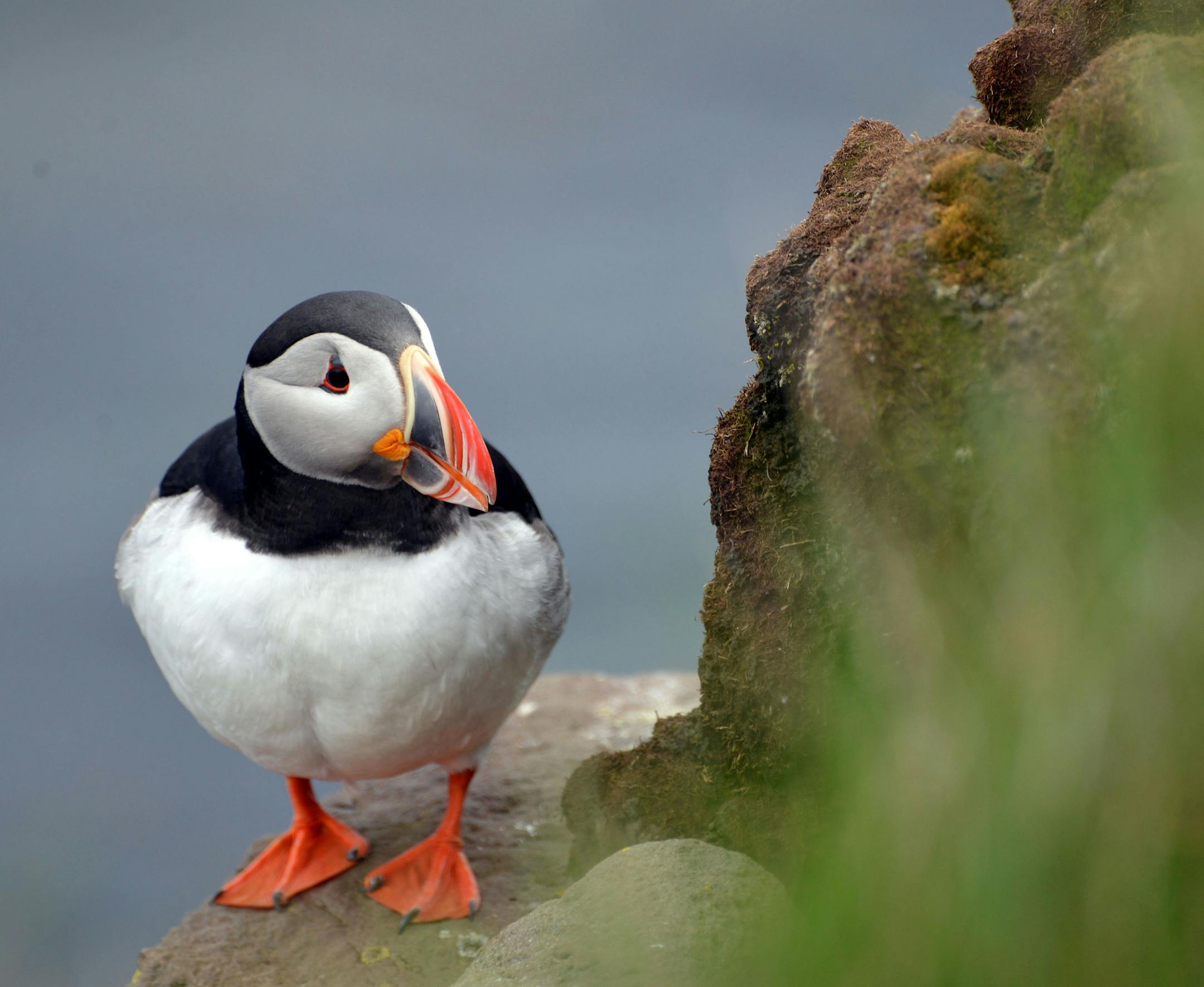 I would like my name to appear in print as Sue Kirchoff. I live in Minneapolis. I took the photo in the late morning of June 8, 2016, at the remote Latrabjarg bird cliffs on the northwestern tip of Iceland. One of the reasons I had traveled to this isolated corner of Iceland, where the Latrabjarg bird cliffs are a known hangout for puffins and other birds, was to see Atlantic puffins for the first time -- and I did! Hiking around near the Bjargtangar lighthouse, I spotted the puffin perched on t