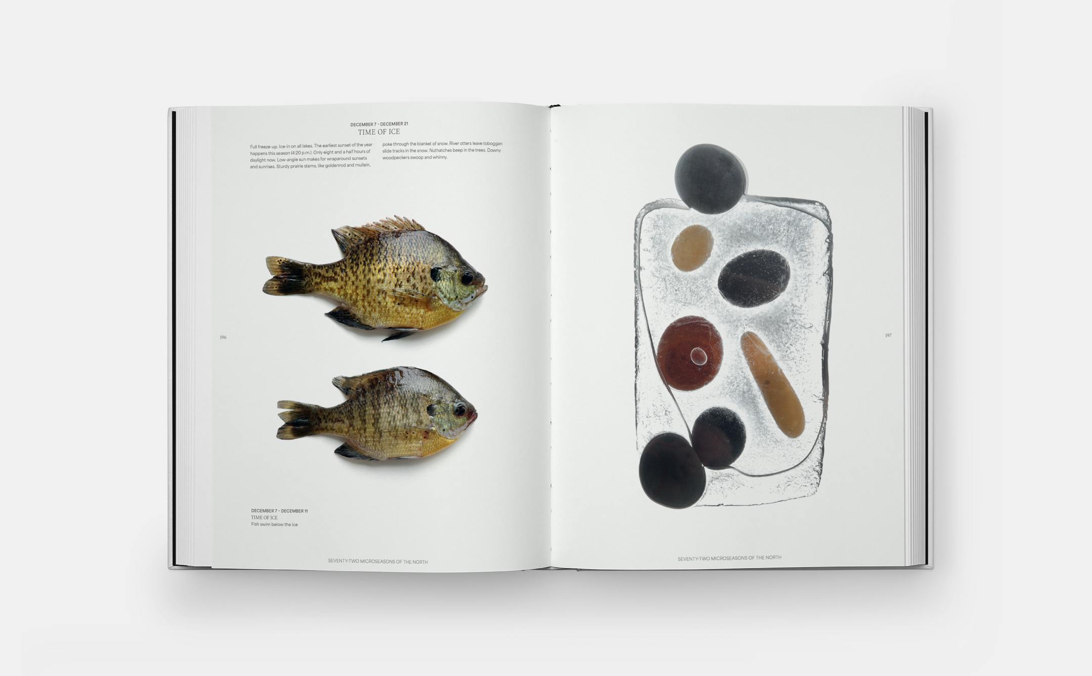 Graphic arrangements of found nature items such as feathers, fish, and fiddleheads photographed by Mary Jo Hoffman from her new coffee-table book "Still."