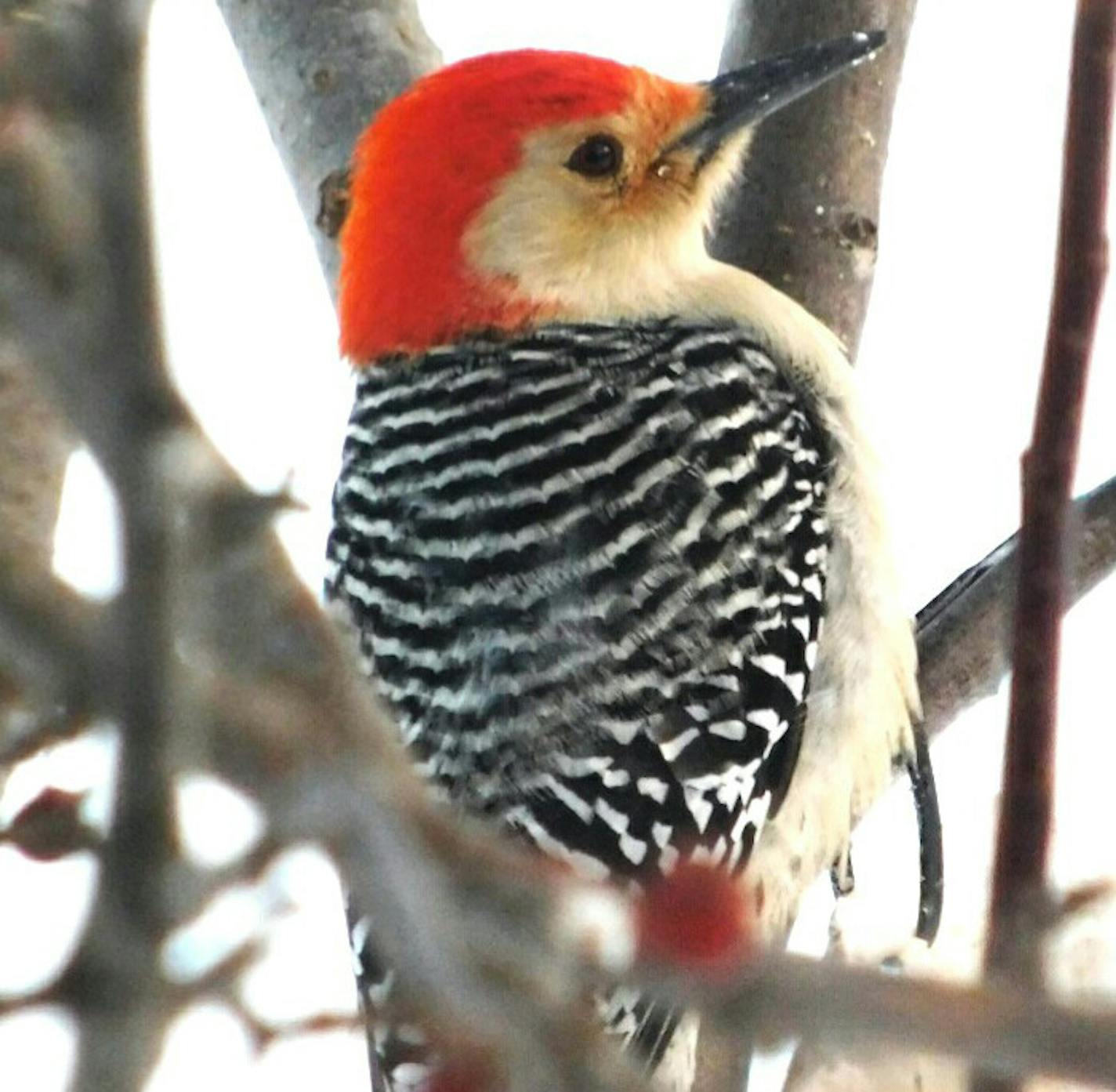 Photos by Miranda Delong
A red-bellied woodpecker rests after a suet lunch.