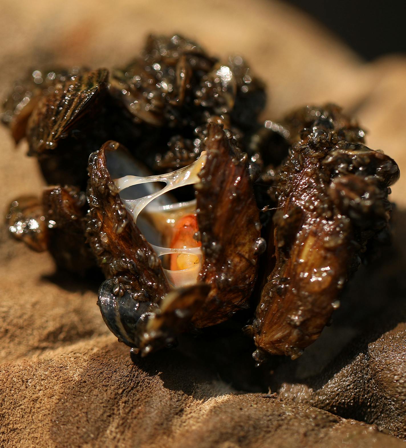 Zebra mussels, like those shown here in a closeup out of the water, have combined with another invasive species, the spiny waterflea, to change food webs in most of Minnesota's largest walleye lakes. A new DNR study examines the food web disruption more closely than ever before. ] ANTHONY SOUFFLE &#xef; anthony.souffle@startribune.com