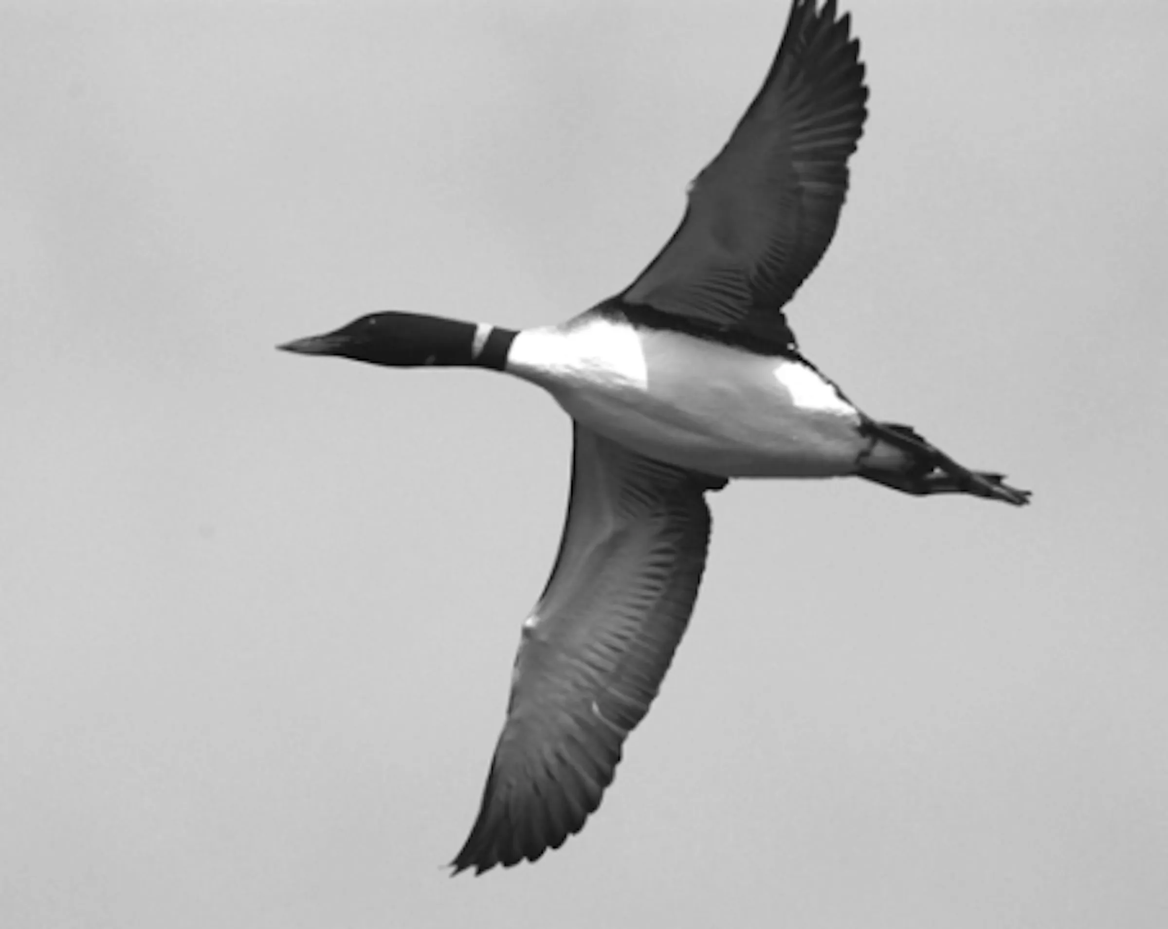 Follow Common Loons on migration