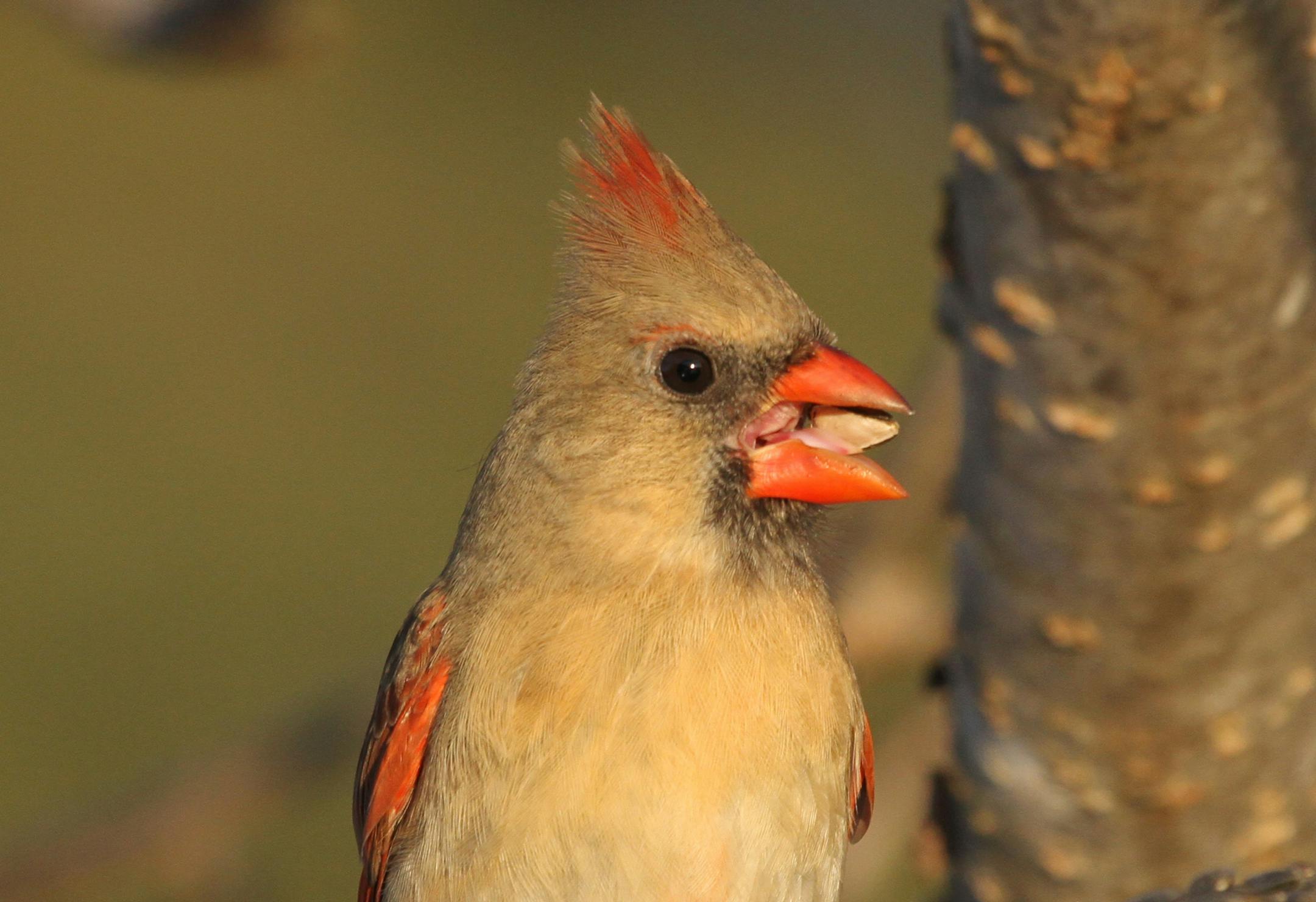 B. A female cardinal uses her strong beak to crack a shell and gets ready to enjoy the kernel inside. credit: By Don Severson