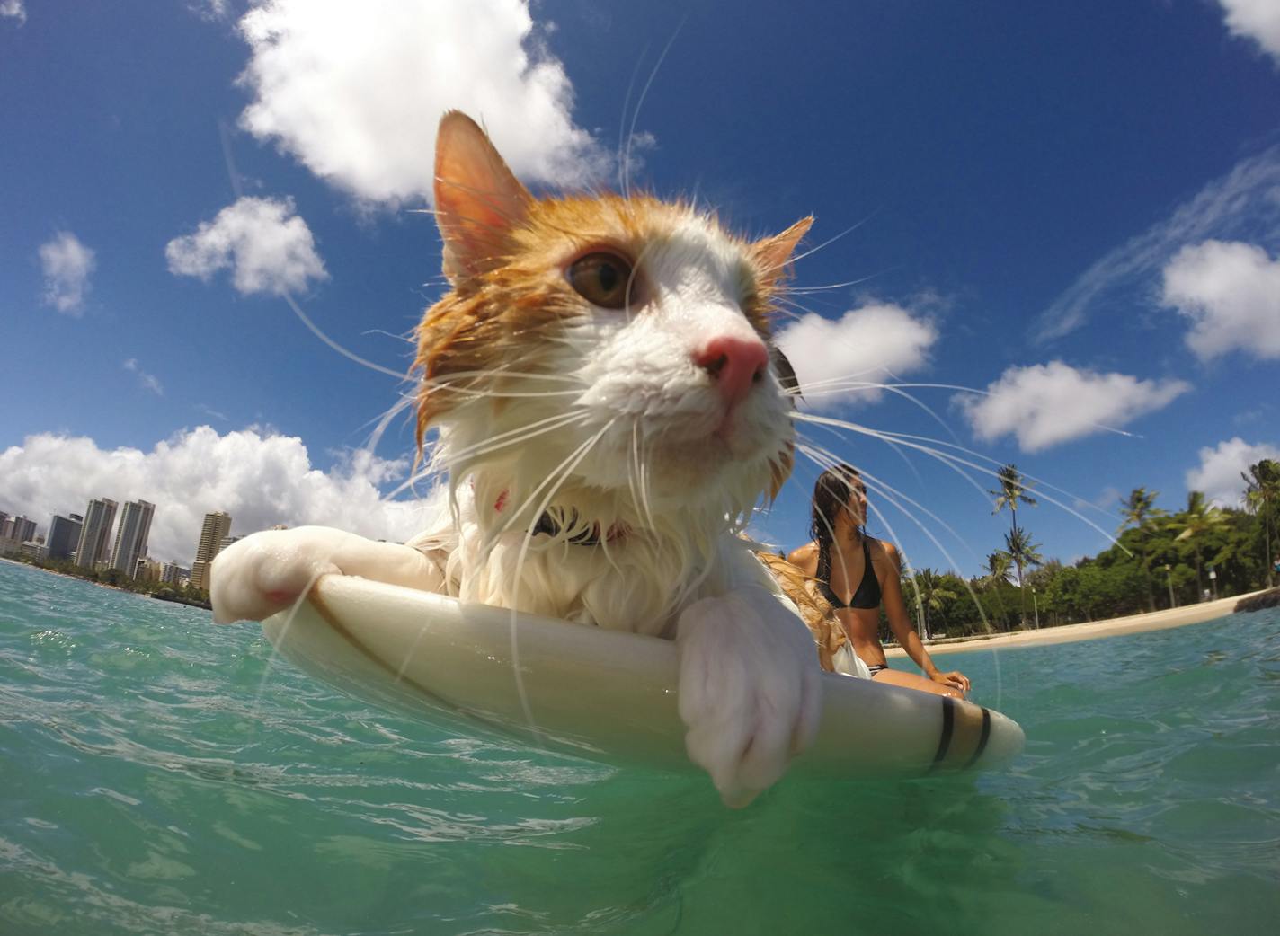 Nanakuli, a Hawaiian surfing cat featured in the book "Adventure Cats."