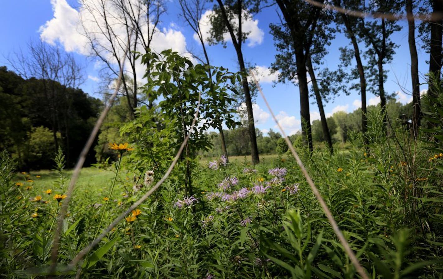 Wildflowers in a prairie of Lone Lake Park in 2018. The Center for Biological Diversity doesn't want to stop the new trail, but rather wants the city to develop a plan to create additional bee-friendly habitats.