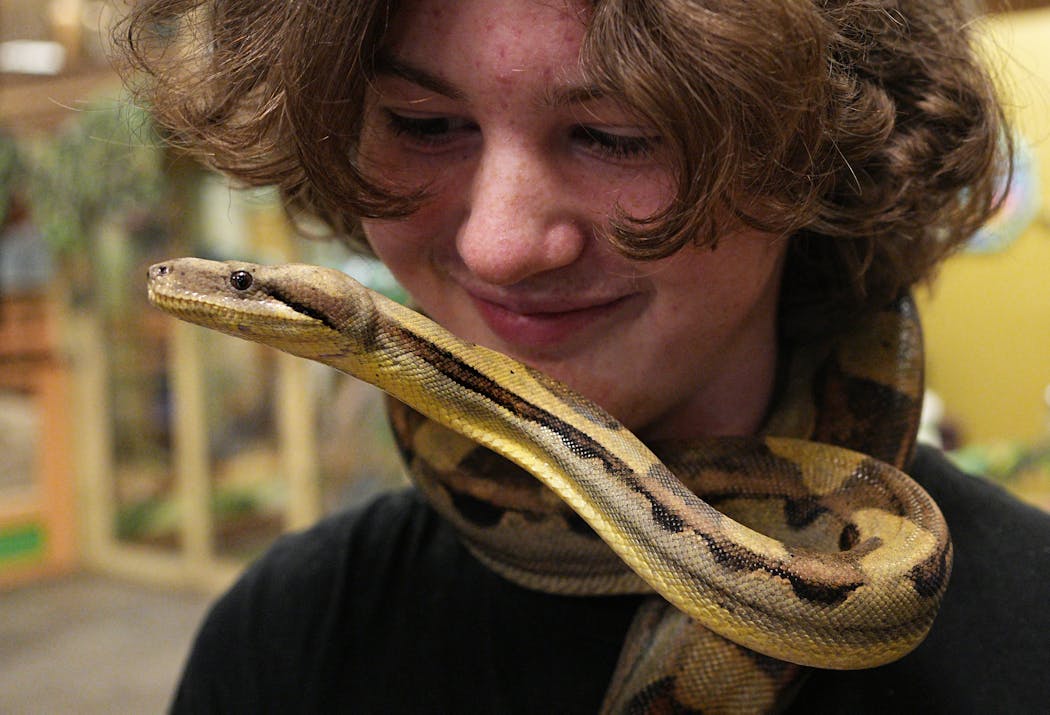 Wyatt Love, 16, of Farmington got a slightly tight squeeze from a boa constrictor at Sustainable Safari in Maplewood.