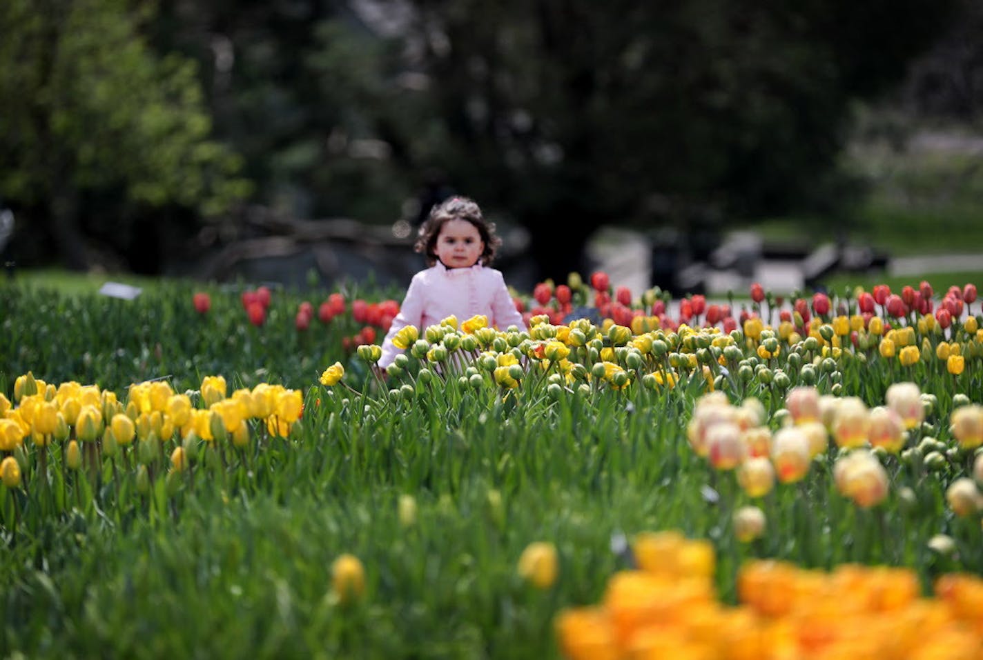 A young girl explores the Minnesota Landscape Arboretum in Chanhassen.