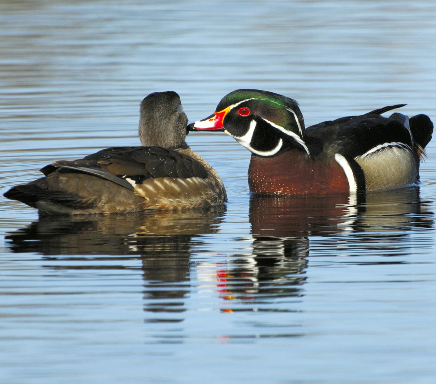 DO NOT USE! ONE-TIME USEAGE WITH BILL MARCHEL COPY ONLY! During courtship, a male wood duck will sometimes preen a hen's face. It appears he is whispering sweet nothings to her.