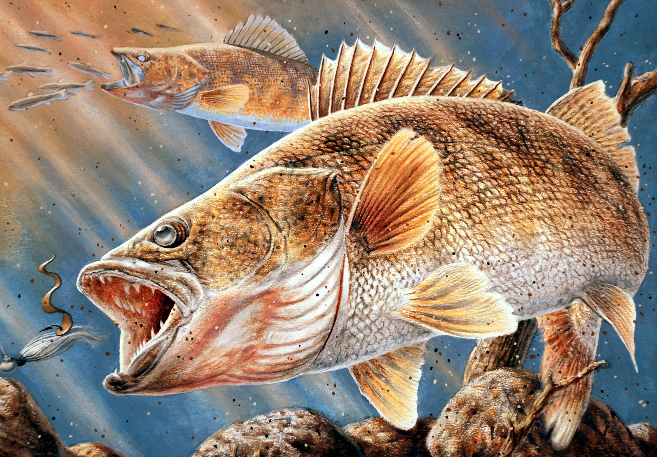 This painting by Nick Reitzel of Karlstad, Minn., was selected as the design for the Minnesota's first walleye stamp.