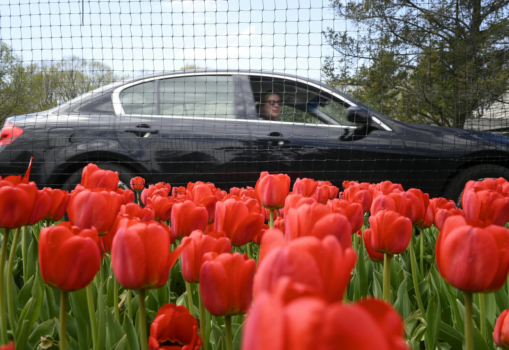 A passenger looked out on blooming tulips in the Minnesota Landscape Arboretum's annuals garden Friday afternoon during a limited opening of the Arboretum for drive-through only viewing. ] aaron.lavinsky@startribune.com The 39,000 tulips blooming at the Minnesota Arboretum won't go unseen after all. The Arboretum opens Friday on a very limited pre-register, drive-through-only, no-parking basis. We photograph the opening on Friday, May 1, 2020 at the Minnesota Landscape Arboretum in Chaska, Minn.
