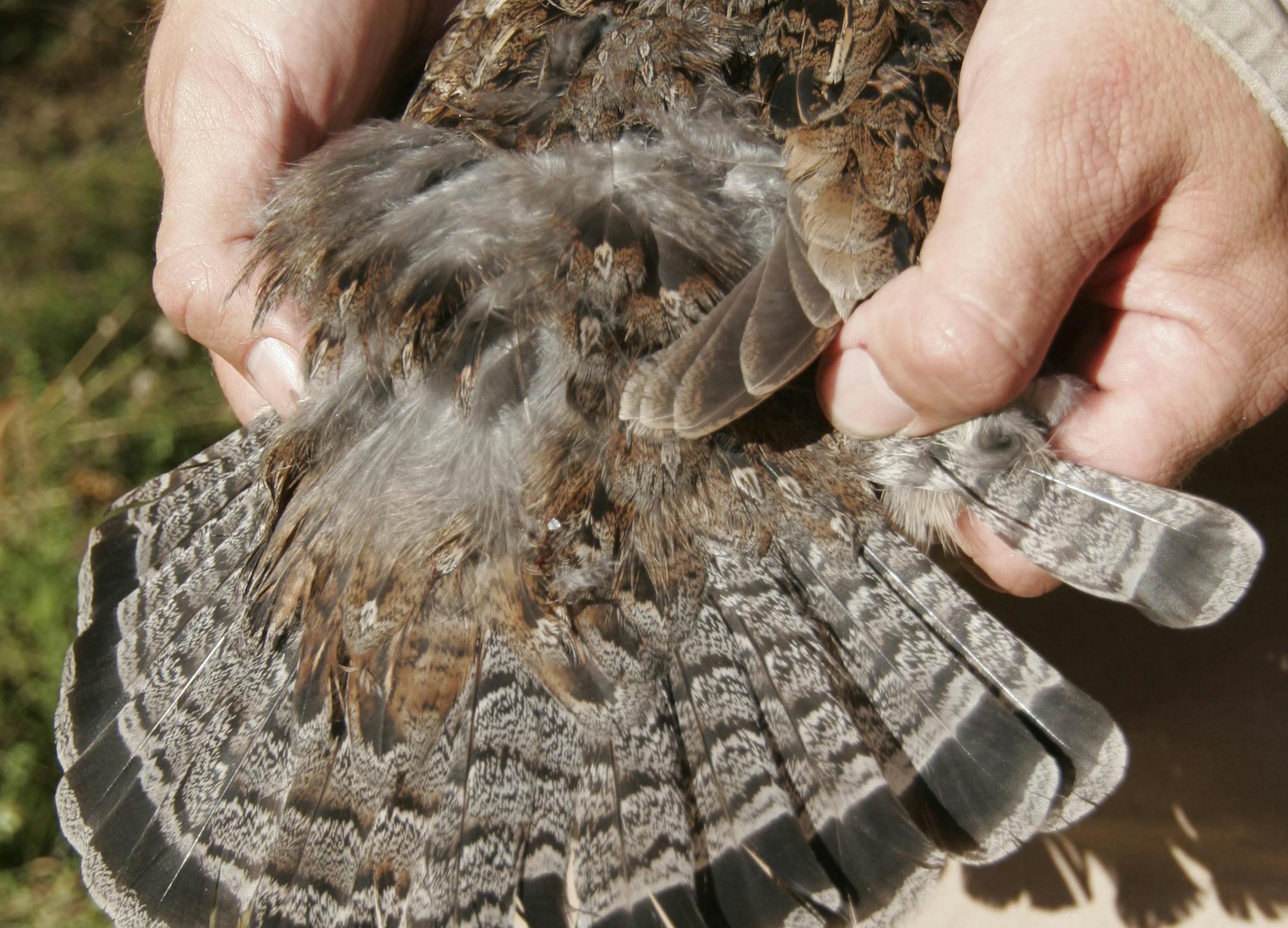 Ruffed grouse hunting should pick up as leaves fall, making it easier to see and shoot birds. ORG XMIT: MIN2013091015541788