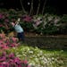 Justin Rose, of England, tees off on the 13th hole during the second round of the Masters golf tournament on Friday, April 9, 2021, in Augusta, Ga. (A