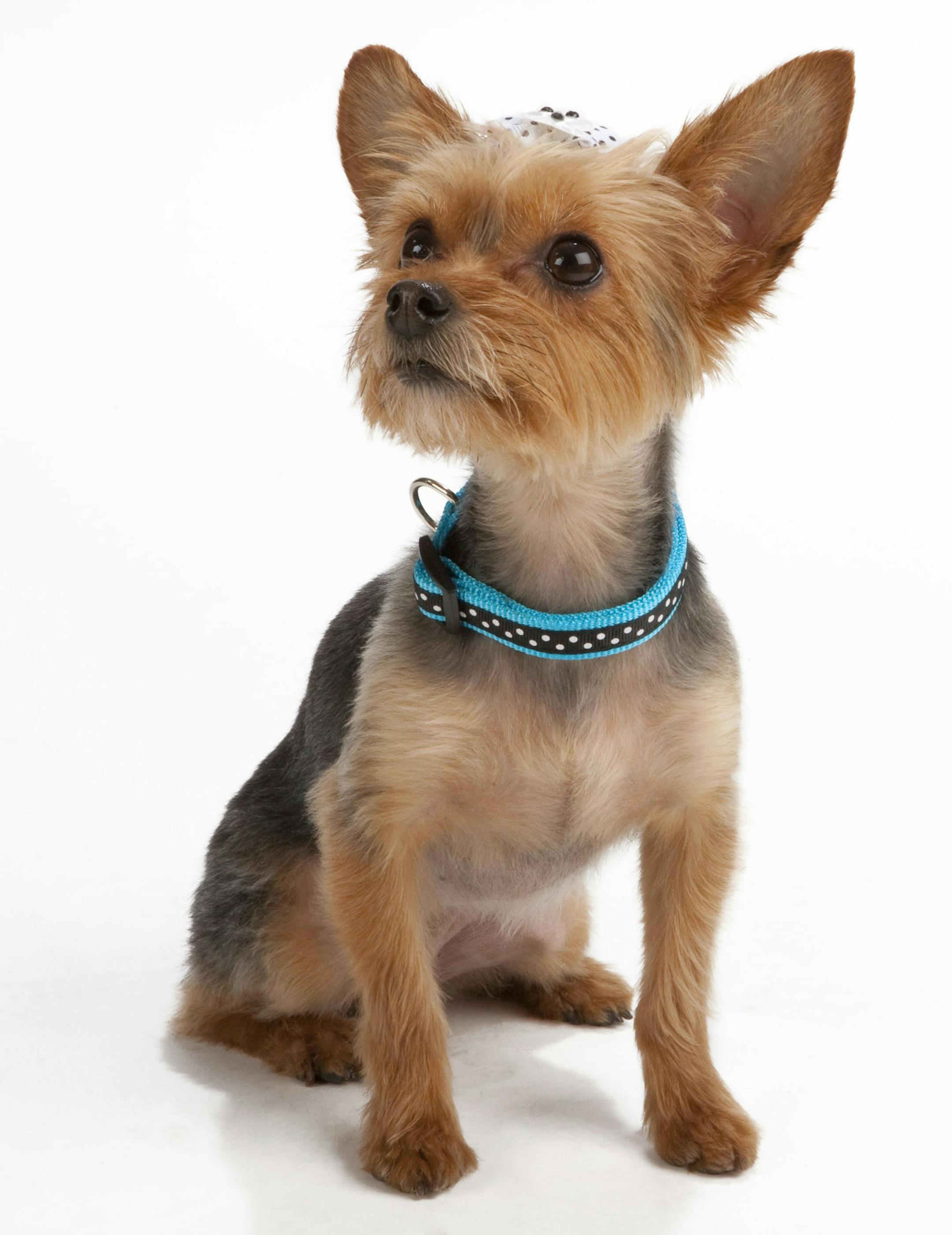 Check out these great Spring looks from PetSmart Grooming. To learn more, visit grooming.petsmart.com. (Photo: Business Wire) ROYALTY FREE - PETSMART EXCLUSIVE Top Paw "Lucky Dot"dog collar and leash; 5160284; 5160295; 5160296; 5160297 Top Paw bow set with skulls; 5161529 Modeled by Maddie, owned by Maria McKnight