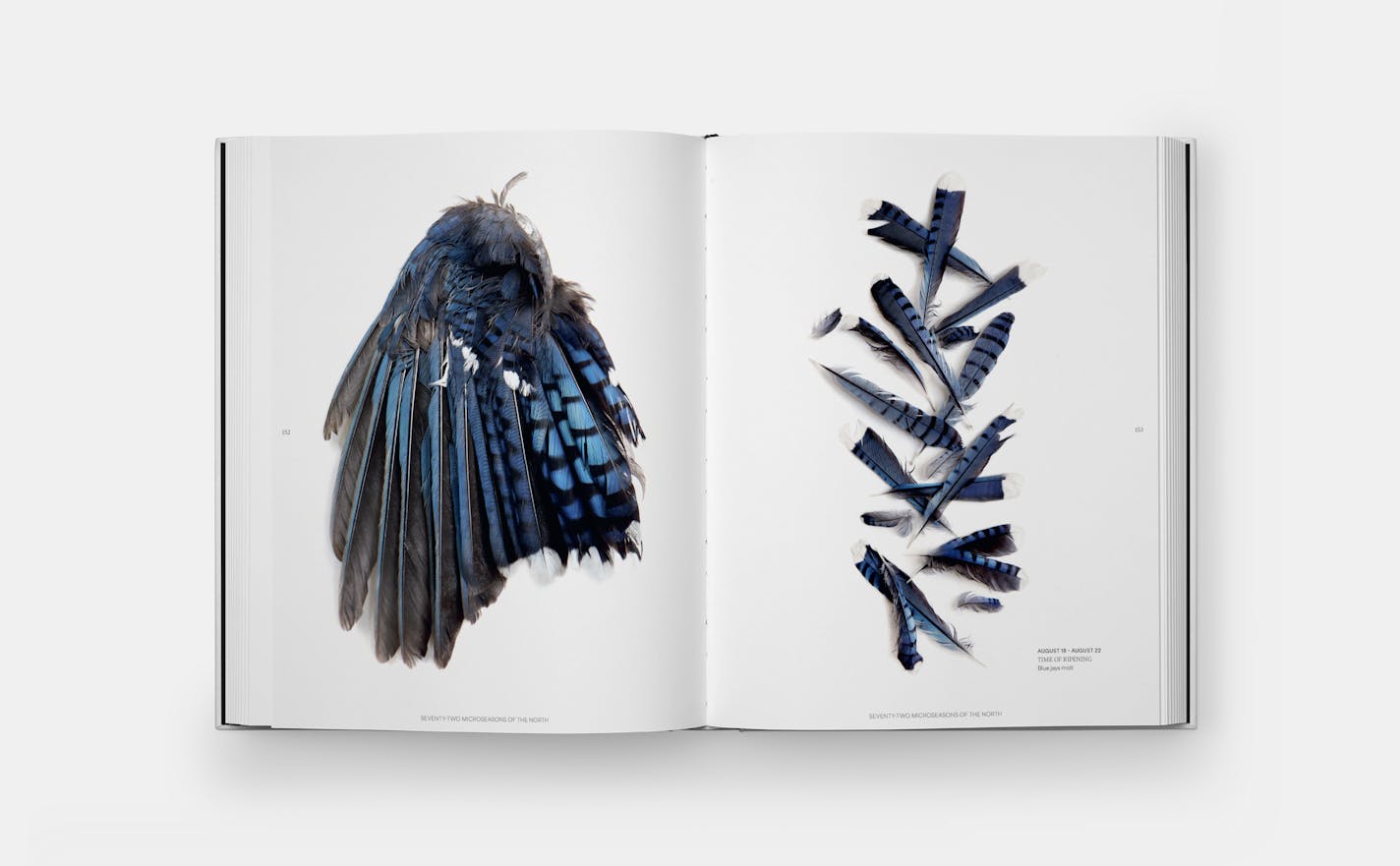 Graphic arrangements of found nature items such as feathers, fish, and fiddleheads photographed by Mary Jo Hoffman from her new coffee-table book "Still."