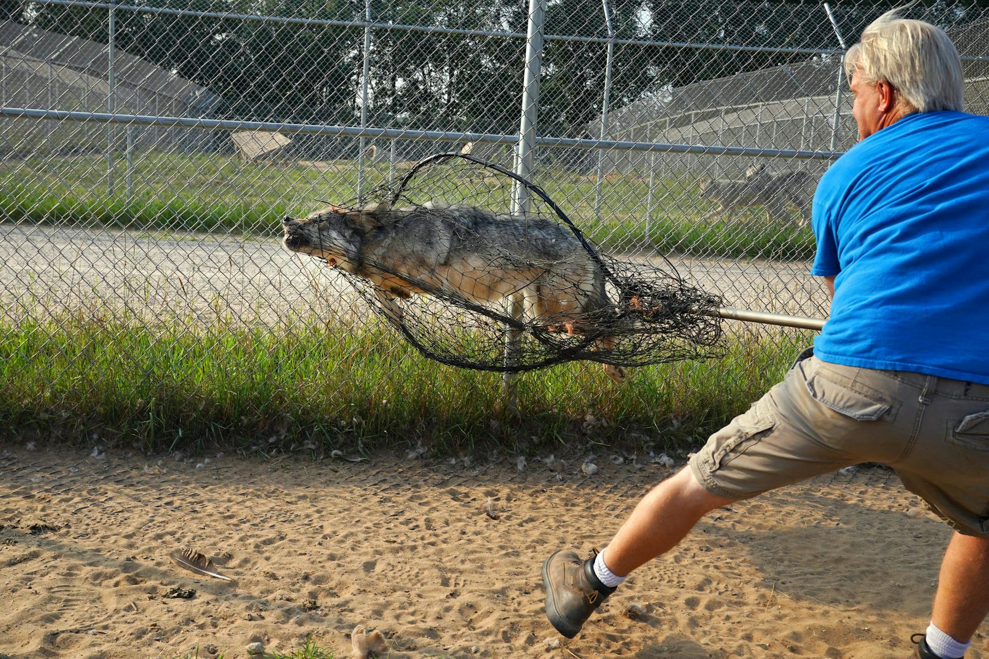 The Wildlife Science Center's education director Bob Ebsen used a salmon net to catch Nicky, a gray wolf, for immunizations.