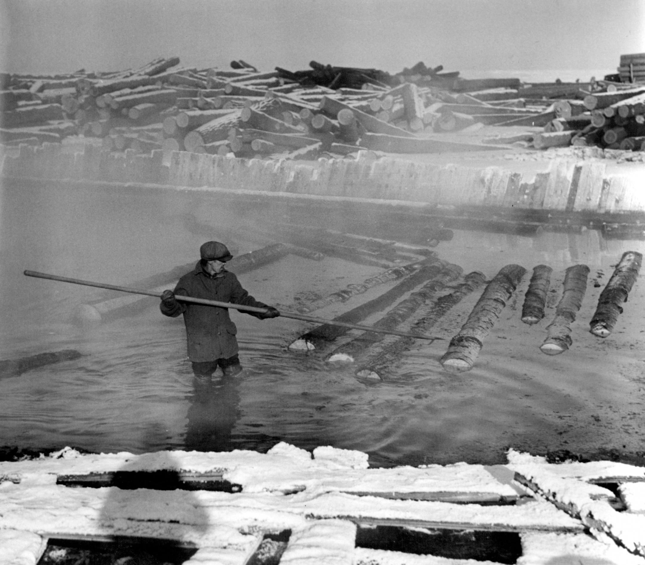 1940: A man works in a hot pond on the Red Lake Indian Reservation.The logs are hauled from the logging camp by truck and dumped into the pond before being cut.