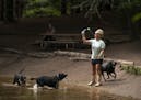 Monica Peterson threw a tennis ball for her three labs to retrieve during a visit to Battle Creek Regional Park Wednesday afternoon. She said she brin