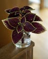 Coleus, which can be clipped at the tip and rooted in water to propagate come fall.