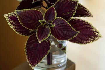 Coleus, which can be clipped at the tip and rooted in water to propagate come fall.