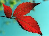 The leaves of the Virginia creeper are among the first to turn color in the fall.