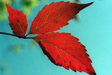 The leaves of the Virginia creeper are among the first to turn color in the fall.