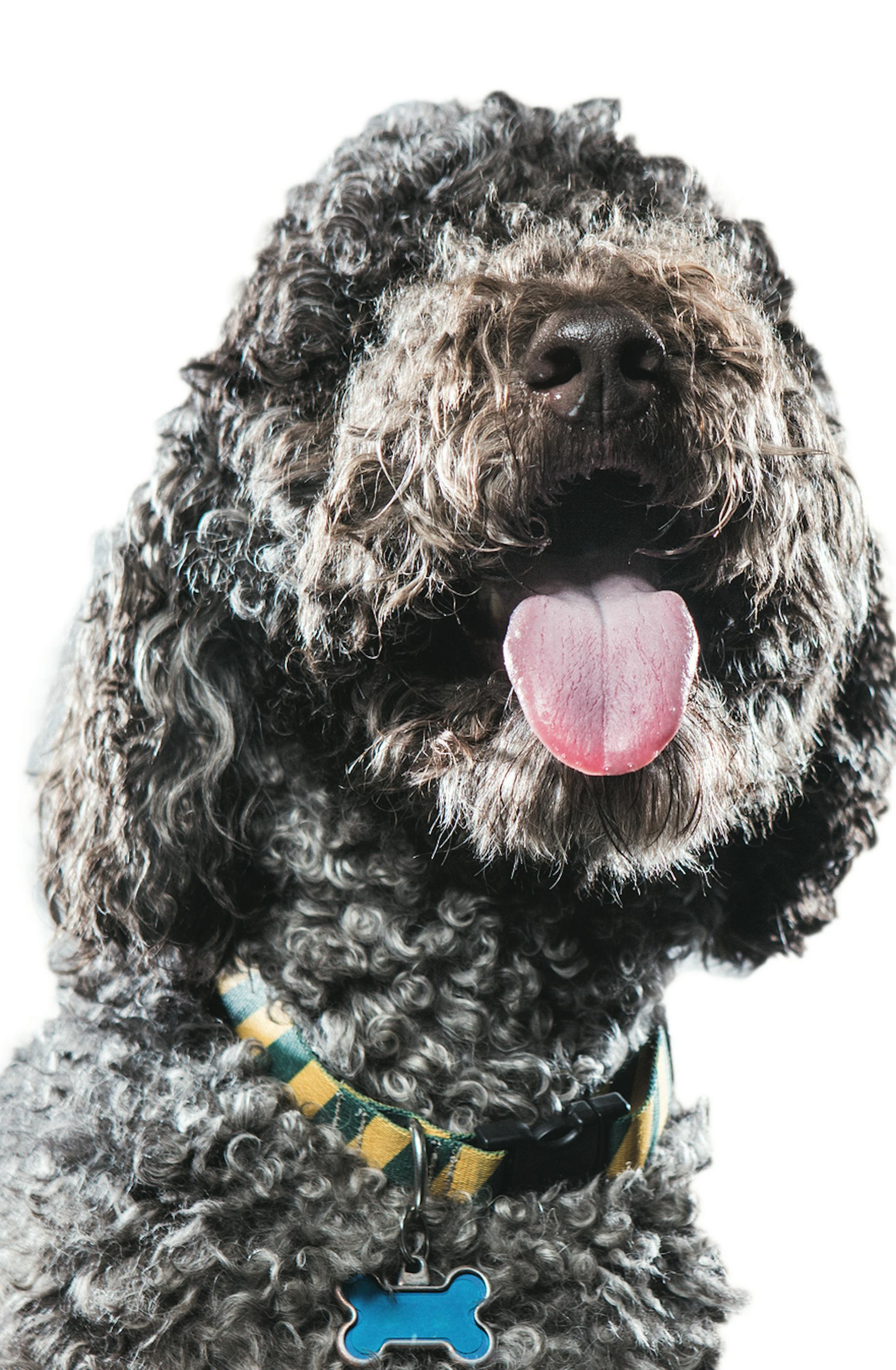 A Labradoodle or Labrapoodle poses for a studio portrait. A crossbred dog from breeding a Labrador and a standard poodle, Labradoodles are growing in popularity.