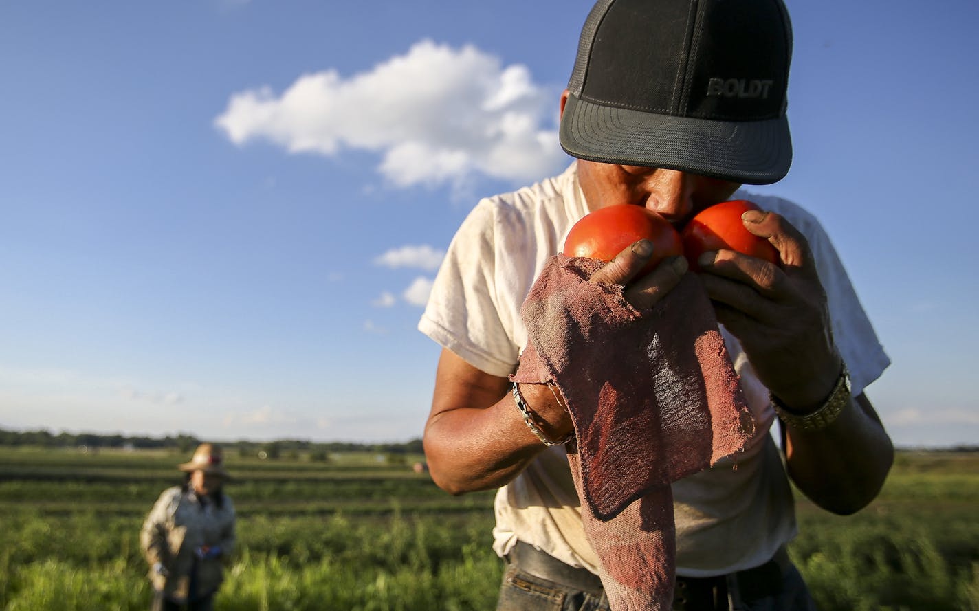 Doua Vang smells a pair of freshly plucked tomatoes. Fresh tomatoes have a distinct, juicy and sweet smell according to Vang. ] Timothy Nwachukwu &#x2022; timothy.nwachukwu@startribune.com Doua Vang and Judy Yang work on their land at the HAFA farm on Monday, August 8, 2016 in Vermillion Township, Minnesota. The husband and wife have been avid gardeners for over 25 years and use their rented land to grow over a dozen different fruits and vegetables to be sold at farmers markets throughout the Tw