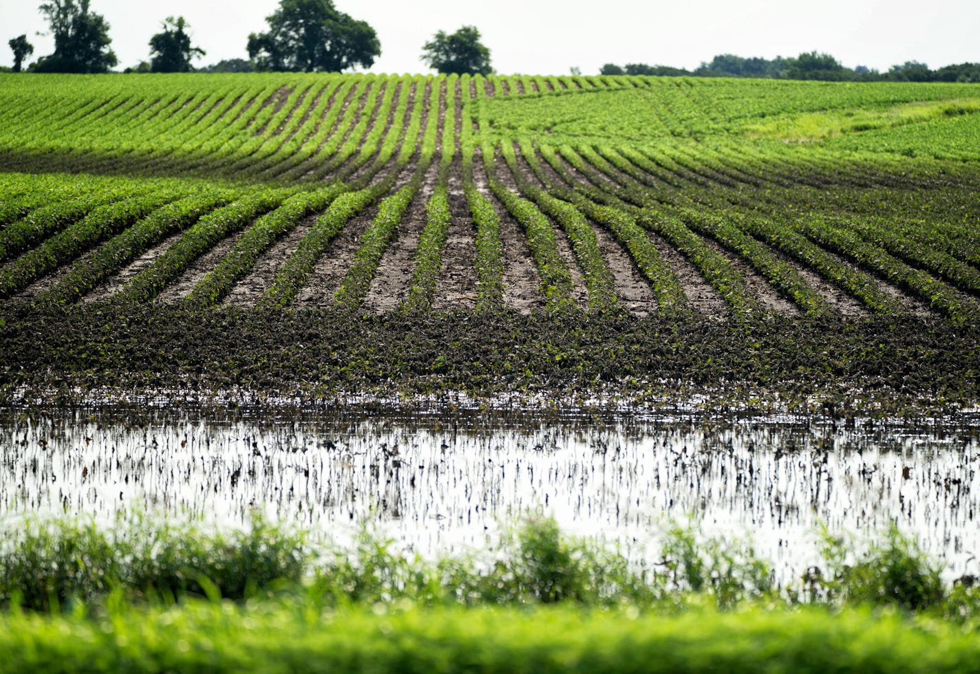 Damaged soy bean crop near Slayton. ] GLEN STUBBE &#xef; glen.stubbe@startribune.com Friday, July 6, 2018 On Friday, Gov. Mark Dayton visits southern Minnesota cities hit hardest by rainfall and flooding earlier this week. No one has calculated cost estimates yet and the clean-up has already begun.