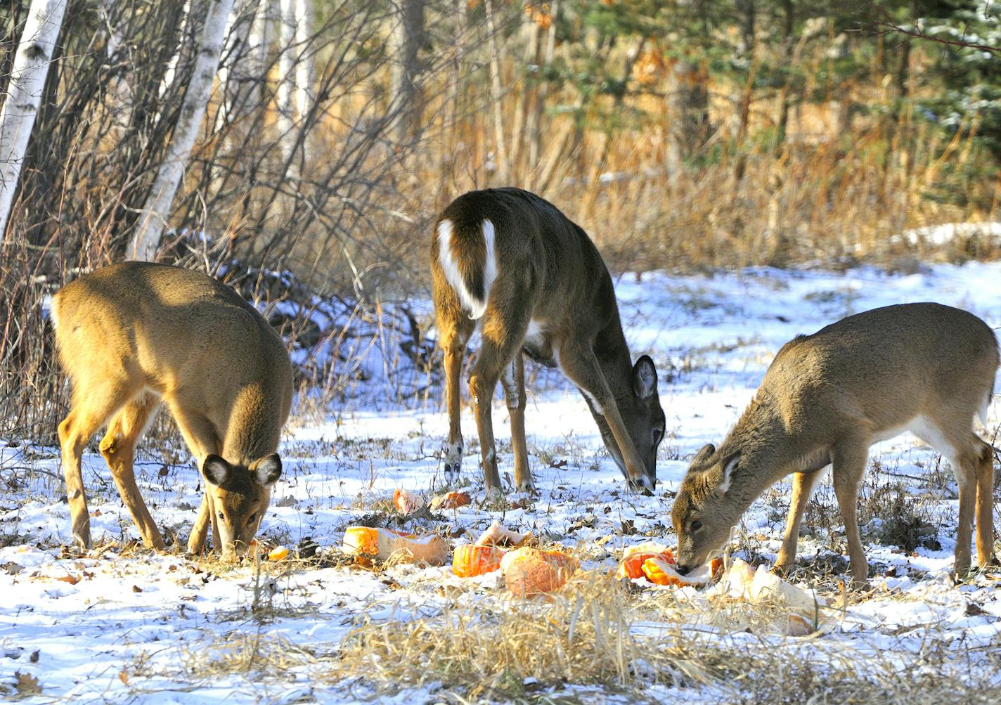 00275-241.18 White-tailed Deer group of three deer are feeding on pumpkins. Baiting, illegal, poaching.