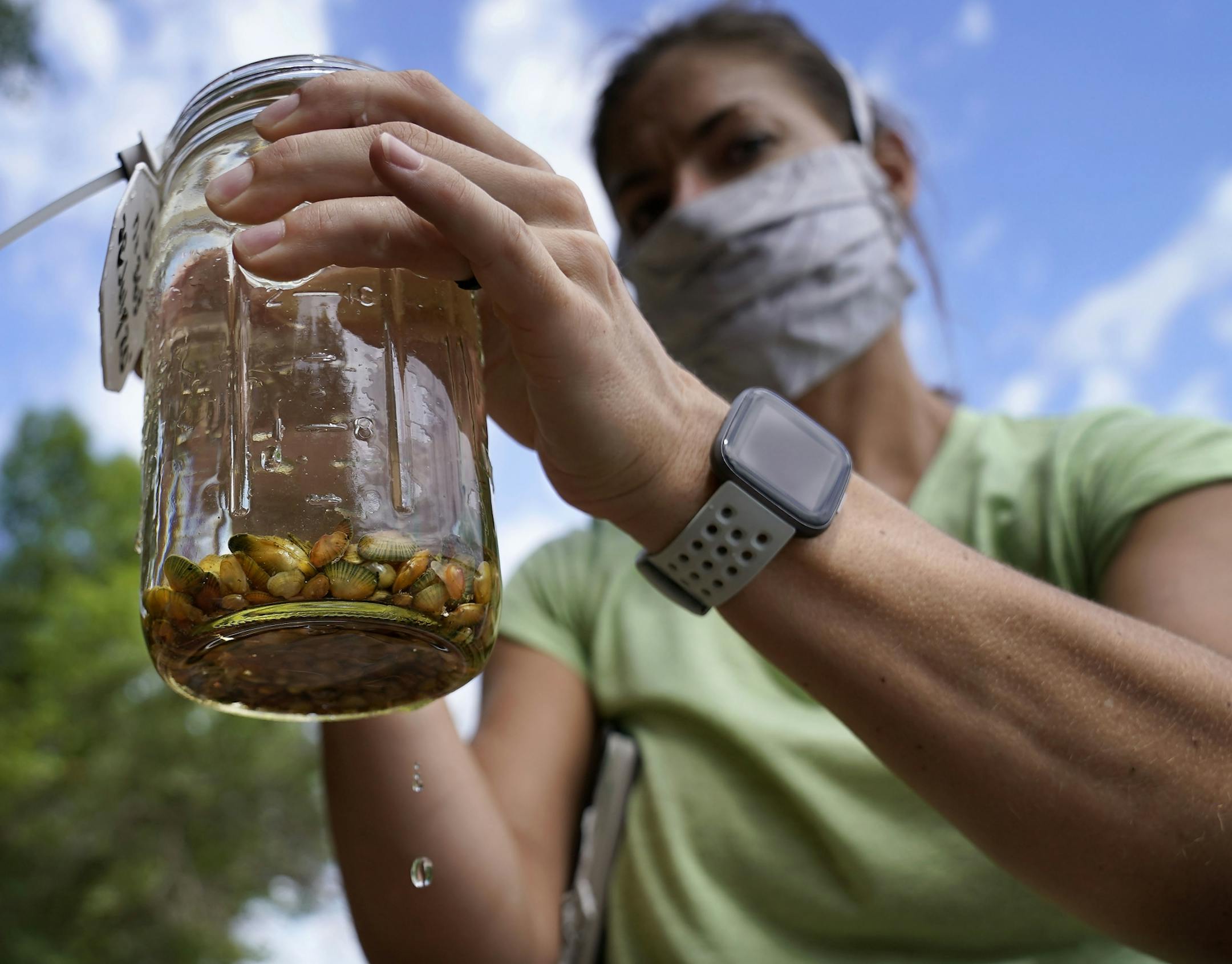 Minnesota DNR employees transplanted 3,506 mussels native to Minnesota -- including Higgins' eye, bucket and snuffbox-- to grow in the waters of the St. Croix River, across from Hudson, WI, Tuesday in Lakeland, MN. Here, Madeline Pletta, a mussel propagation biologist with the Minnesota Department of Natural Resources, with a jar of the young mussels.