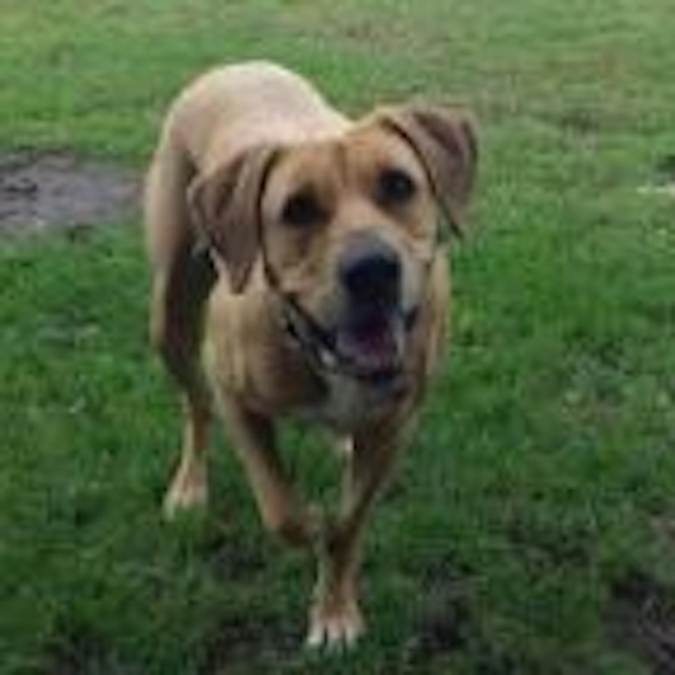 Melissa S. Capaul's dog Credit: Eden Prairie and Chaska police