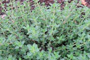 English thyme growing in the garden.