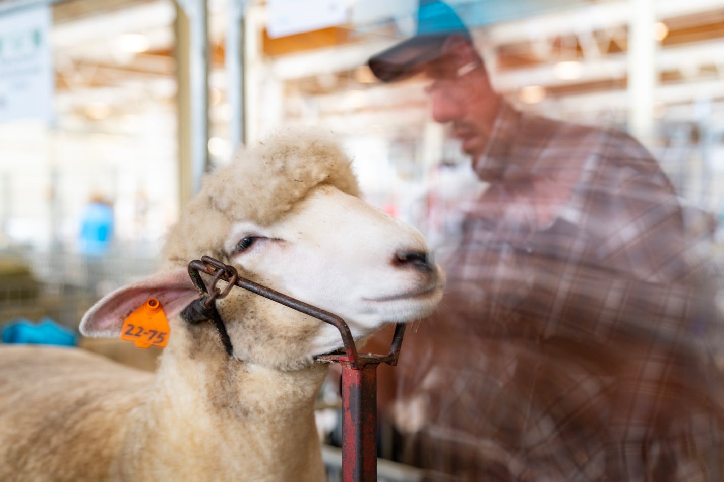 A photo of a farmer trimming the wool behind his sheep’s ears on Thursday, Aug. 24, 2023, inside the Sheep & Poultry Barn at the State Fairgrounds in Falcon Heights, Minn.