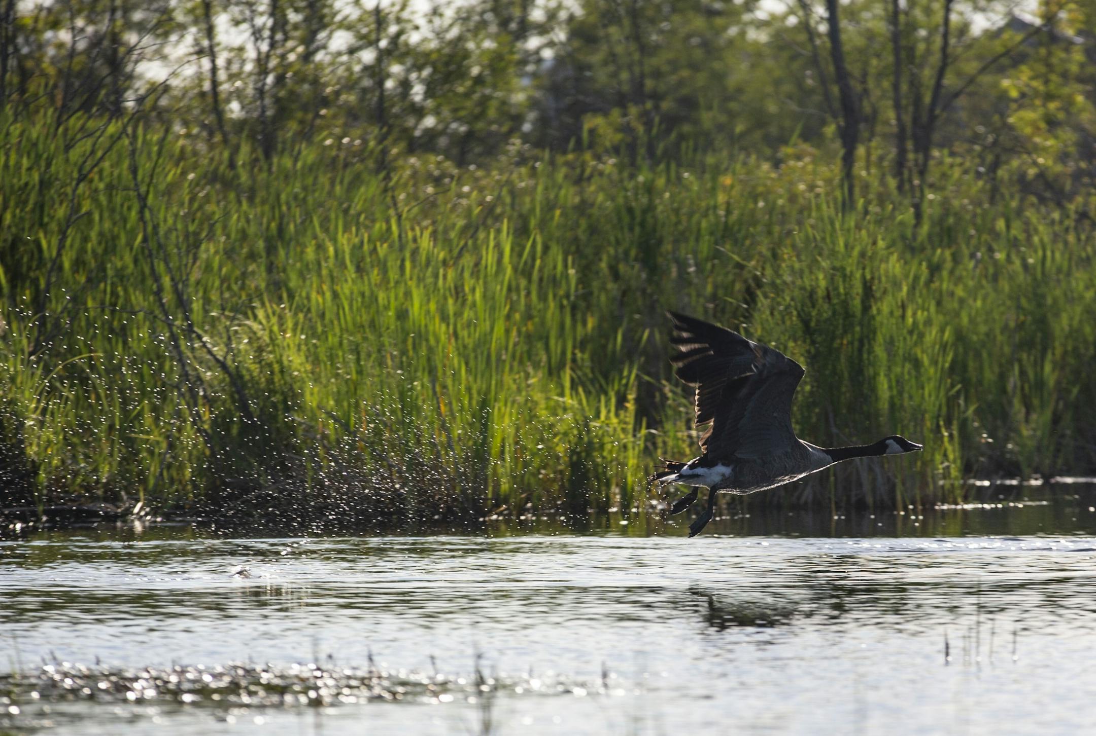 A Canadian goose flew away after being startled by the canoes moving through the St. Louis River.
