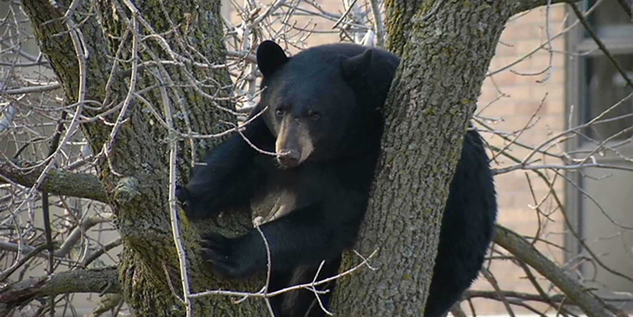 A bear became quite the tourist attraction on Wednesday morning, Nov. 2, 2016, after it was spotted in a tree in downtown Duluth, Minn. A small group of people gathered during the morning to take pictures. (WDIO-TV via AP)