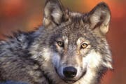 If fewer than 200 wolves are killed in the first season, the remainder will be added to the second season's quota. The second seasons starts Nov. 24.