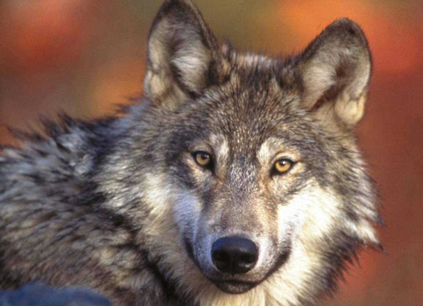 If fewer than 200 wolves are killed in the first season, the remainder will be added to the second season's quota. The second seasons starts Nov. 24.