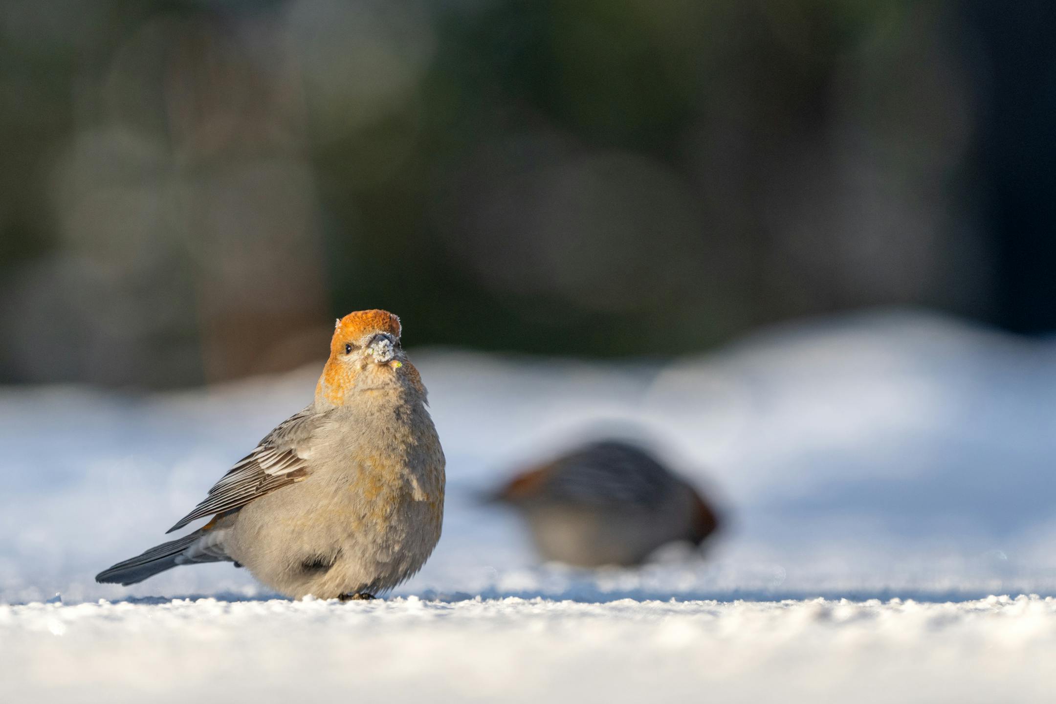 Female Pine Grosbeaks look for food in the snow on Dec. 14, 2025 spotted during the annual Christmas Bird Count in Itasca County.