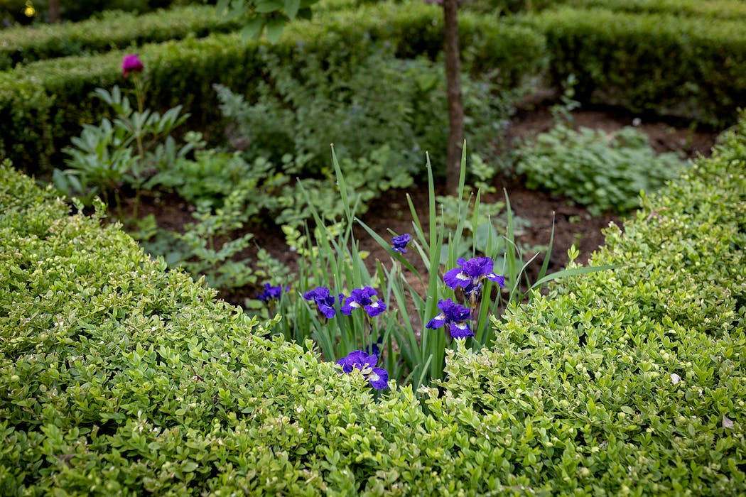 Brenda Schultz has a European-inspired four-square design using boxwood to frame it and flowering plants such as hydrangea trees to fill it at her home in Minneapolis. 
