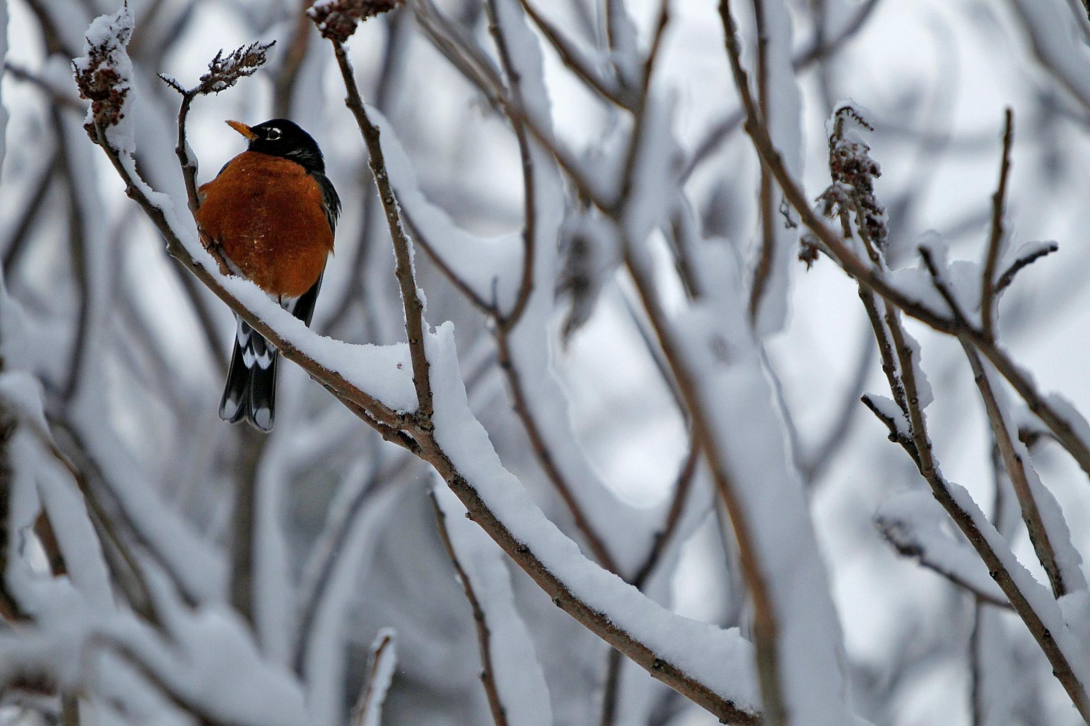Despite the overnight snowfall a bird perched and fed on a tree limb in Mendota Heights, Friday, April 19, 2013. (ELIZABETH FLORES/STAR TRIBUNE) ELIZABETH FLORES � eflores@startribune.com